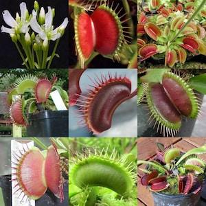 SEED MIX Carnivorous insect eater plant - Rare indoor plants - exotic house plants - New -Fresh Seeds - Pest control plants