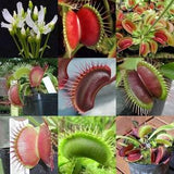 SEED MIX Carnivorous insect eater plant - Rare indoor plants - exotic house plants - New -Fresh Seeds - Pest control plants