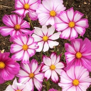 Pink Candy Stripe Cosmos Seeds | Red, Rose Pink Striped Flowers Cosmo Seed Sunflower Family Wild Flower Non GMO 2024 Season Fast Shipping