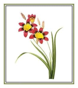 Pierre Redoute's Flower Illustration of Corn Lily Counted Cross Stitch Pattern