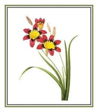 Pierre Redoute's Flower Illustration of Corn Lily Counted Cross Stitch Pattern