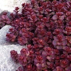 Voodoo Sedum - Sedum spurium - Rare 'Succulent' Seeds - Jealy bean plant, Red-Purple, Stonecrop, Pork and beans, Red Creeping Stonecrop