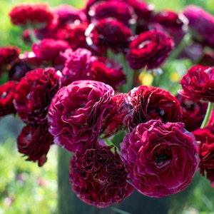 Ranunculus Amandine "Black" corms | Very rare dark flowers, ruffled double blooms, buttercup, French origin, perennial plant