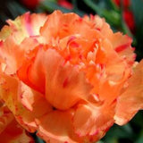 50 seeds Carnation (Dianthus Caryophyllus Chabaud Orange Apricot)