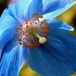 BLUE POPPY MECONOPSIS Betonicifolia Baileyi Himalayan Papaver, 10 Seeds