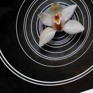 Vintage Still Life Flowers by Robert Mapplethorpe Calla Lily Orchid Cattleya Rose Book Art in Minimalist Quadro Clip Borderless Glass Frame