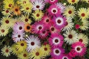 50+ LIVINGSTONE DAISY / ICE PLANT / PERENNIAL/ SPARKLES FLOWER SEED MIX