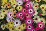 50+ LIVINGSTONE DAISY / ICE PLANT / PERENNIAL/ SPARKLES FLOWER SEED MIX