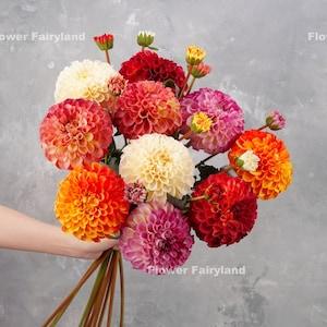 31" Faux Palmares Dahlia Stem | High Quality Artificial Flower | Centerpieces | DIY Floral | Wedding/Home Decoration | Gifts - Multi-color