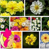 Dwarf Dahlia Garden Flower Seeds - Double and semi-double FlowerHeads / Figaro Dahlias / NON GMO Flower Seeds