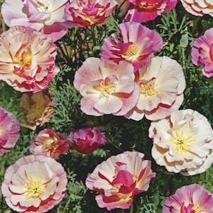 30+ Seeds / Thai Silk Appleblossom Chiffon Poppy Seeds / California poppy Seeds / Eschscholzia californica / (G18)