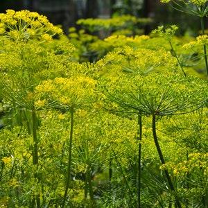 Organic Dill Seeds ?¡ãBouquet?¡À Herb Seeds 125+ Seeds, Open Pollinated