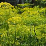 Organic Dill Seeds ?¡ãBouquet?¡À Herb Seeds 125+ Seeds, Open Pollinated