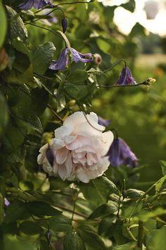 A subtly romantic garden in Italy planted with sustainability in mind Flower Delivery