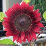 Procut Red Sunflowers 15 count seeds