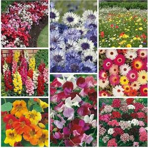 Premium handpicked flower seeds Uk supplier same day dispatch- begonia nasturtium sweet William sweet pea cornflower wildflowers snapdragon