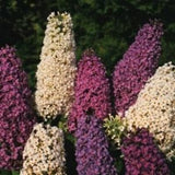 Butterfly Hybrids Buddleja | 25 Seeds | Buddleja davidii | Shrub Like Perennial |  Hardy To Zone 5 | Attracts Pollinators | 5 - 9 Ft Tall