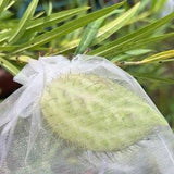 Swan Gomphocarpus Fruticosus Milkweed Seeds