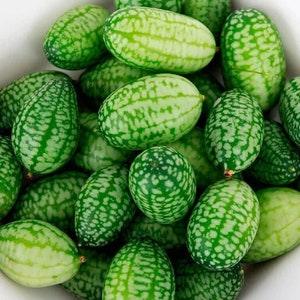 50 CUCAMELON Melothria Scabra Mouse Melon Mexican Gherkin Mini Watermelon Cucumber Fruit Vine Seeds