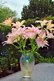 Pink Purple Lily Flower Lilium Herbaceous Flowering Plants Photograph Picture