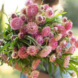 Strawberry Rose Strawflower SEEDS Helichrysum bracteatum cut flower bouquet florist wedding dry flowers Dizzy Bees Urban garden