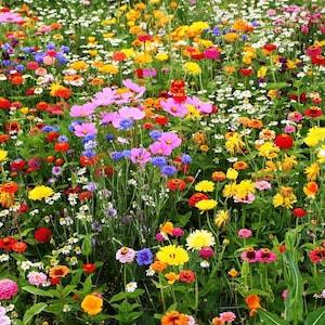 All in one Wildflower Perennial Seed Mixture- Mixed with Vermiculite-Lots of Beautiful and Colorful Flowers