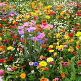 All in one Wildflower Perennial Seed Mixture- Mixed with Vermiculite-Lots of Beautiful and Colorful Flowers