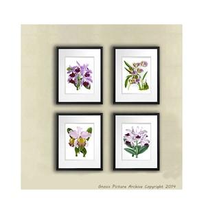 Mothers day gift set of 4 Orchid Prints Botanical Art,  Set of 4 Prints, Botany Print, Tropical Decor Hawaiian room decor, gift for her