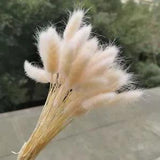 Natural Dried Pampas Grass Wedding Preserved Flowers Home Decor Materials 25Pcs