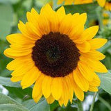 Golden Ray F1 Sunflower Flower Delivery