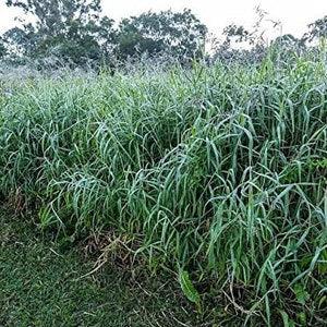 Seeds para Grass/Brachiaria Mutica Seeds