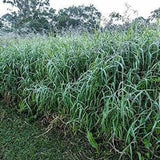 Seeds para Grass/Brachiaria Mutica Seeds