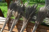 Large light colored dry reeds plumes 90 pieces , Natural Dried 30 inches tall v