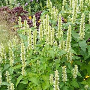 50+ White Giant Hyssop Agastache Lavender Seeds-AGASTACHE MEXICANA-Attractive to Hummingbirds and Butterflies-B210-Award Winning Perennial