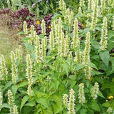 50+ White Giant Hyssop Agastache Lavender Seeds-AGASTACHE MEXICANA-Attractive to Hummingbirds and Butterflies-B210-Award Winning Perennial