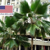 Pritcharda pacifica - Fiji Fan Palm - 10 Seeds