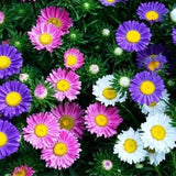 Aster Flower Seeds, Rainbow Aster Flower Seeds,