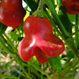 Aji Orchid, 10 seeds, Capsicum baccatum (505)