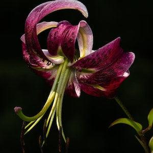 Mix TURK'S CAP LILY Lilium Martagon Mortagon Michigan Wildflower, 10 Seeds