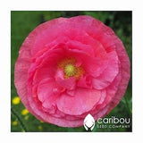 PERENNIAL | POPPY 'SHIRLEY" | 100-150 Seeds | Pink, White, Red, Rose | Stunning Beauty |Easy To Grow | High Germination, Fresh Seed