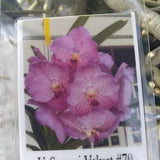 Orchid Vanda Somsri Velvet 79 Hanging Plants