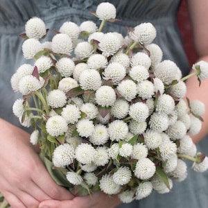 30 seeds Unique white Gomphrena Seeds