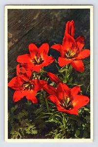 Postcard Orage Lily Flower Thor Gyger Stehli Series 1940s Unposted