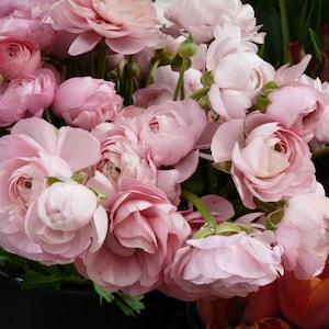 Pale Pink Ranunculus 8x10 photo print - gift for her
