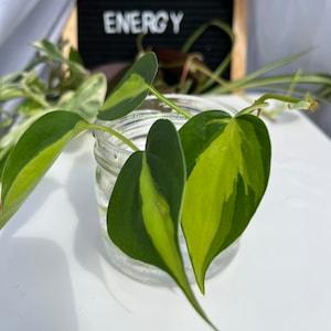 Philodendron Brasil Hedercaceum Cuttings Live plant cutting Vining houseplant
