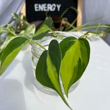 Philodendron Brasil Hedercaceum Cuttings Live plant cutting Vining houseplant