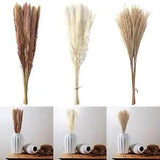 Natrual Dried Pampas Grass Bouquet Bunch Phragmites Reed Flower Wedding Home