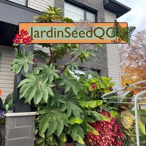 Ricinus zanzibarensis (5 seeds)