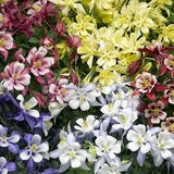Beautiful Columbine Flower Mix 50 Seeds.