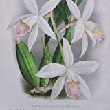 1886 L'Illustration Horticole - Laelia Anceps Hilliana. Orchid. Chromolithograph print. Artist P De Pannemaeker. Published by J. Linden.